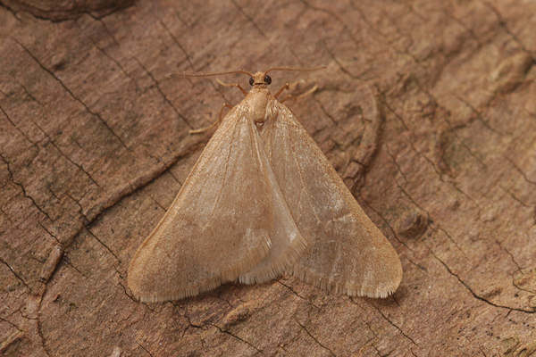 Alsophila aceraria: Bild 2