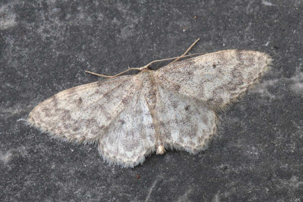 Idaea typicata: Bild 3