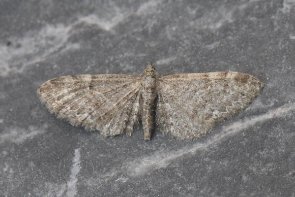Eupithecia sp.: Bild 13