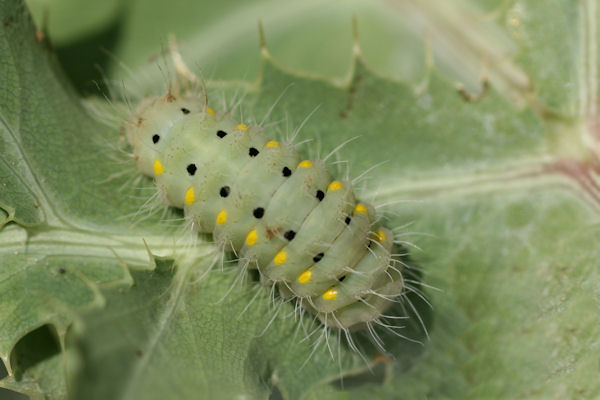 Zygaena erythrus: Bild 1