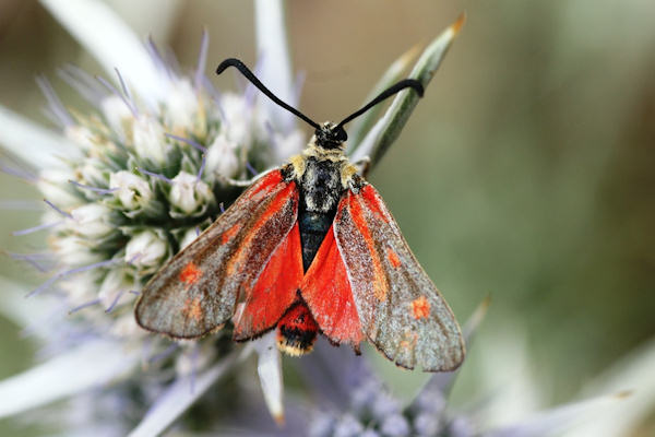 Zygaena aurata: Bild 1