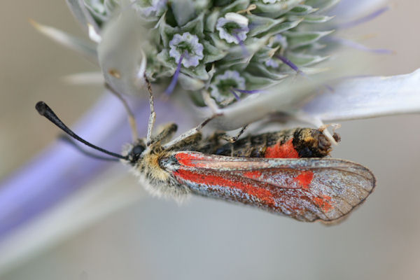 Zygaena aurata: Bild 2