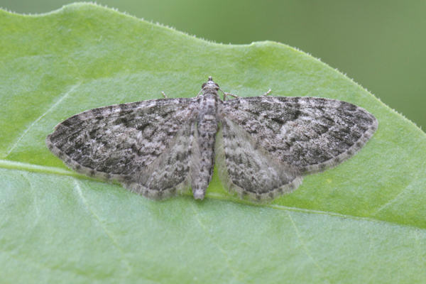 Eupithecia lariciata: Bild 13