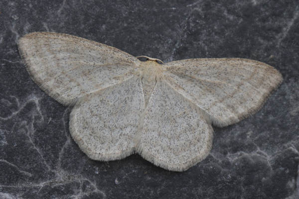 Scopula ternata: Bild 1