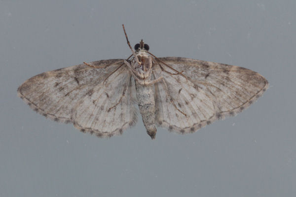 Eupithecia icterata: Bild 27