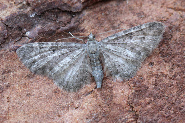 Eupithecia sp.: Bild 14