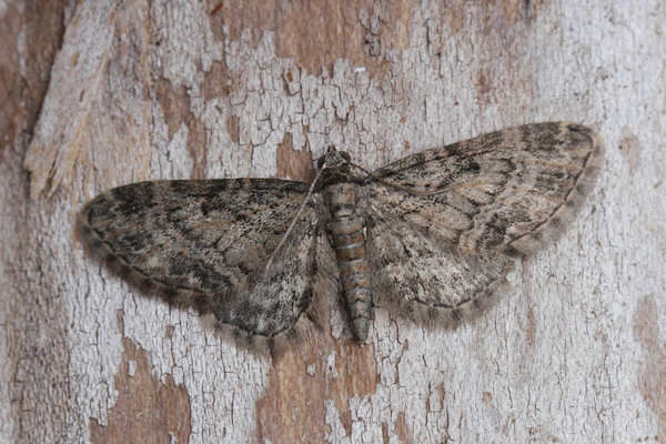 Eupithecia inturbata: Bild 1