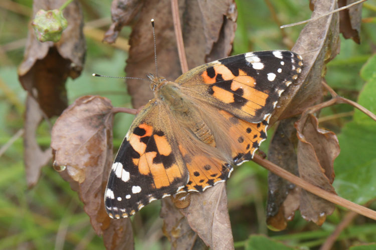 Vanessa cardui: Bild 20