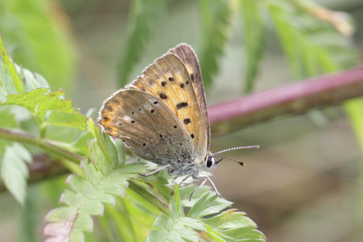 Lycaena virgaureae: Bild 28