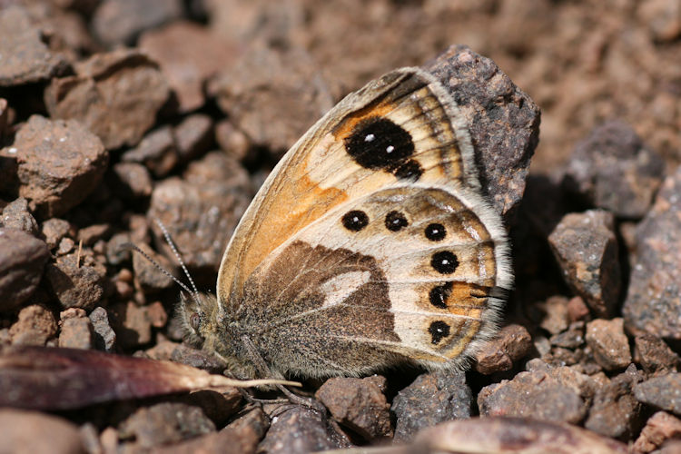 Coenonympha vaucheri: Bild 2