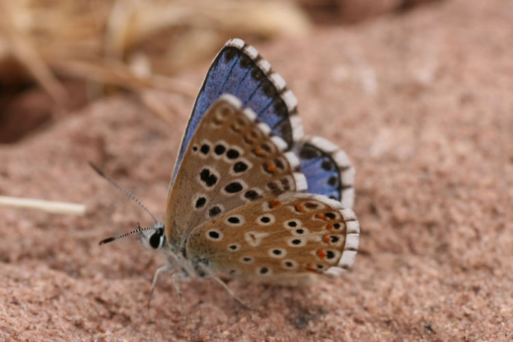 Polyommatus punctifera: Bild 2