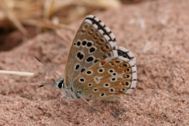 Polyommatus punctifera: Bild 3