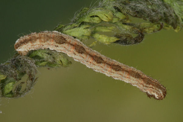 Eupithecia icterata: Bild 43
