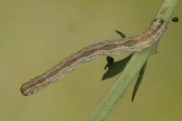 Eupithecia icterata: Bild 30