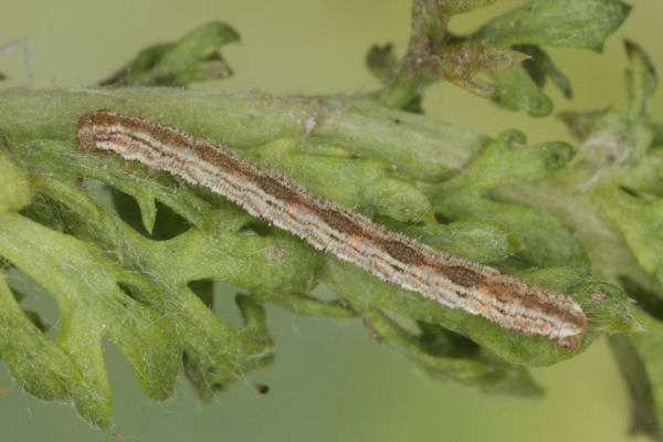 Eupithecia icterata: Bild 19
