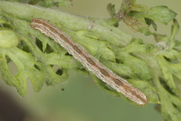 Eupithecia icterata: Bild 20