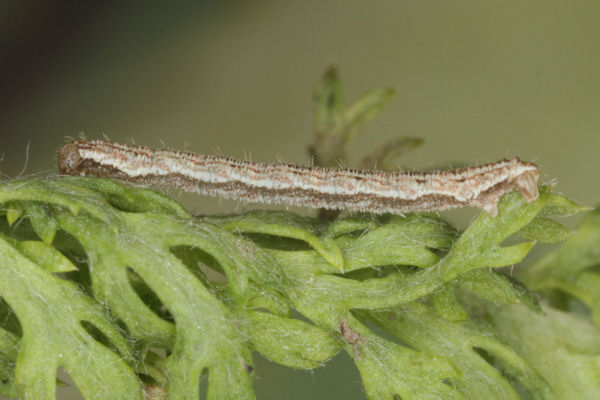 Eupithecia icterata: Bild 21