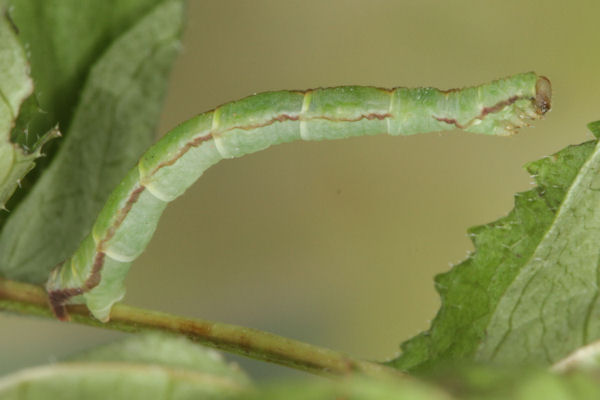 Eupithecia exiguata: Bild 45