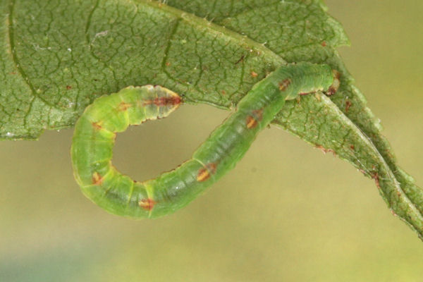 Eupithecia exiguata: Bild 37