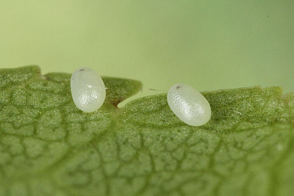 Eupithecia exiguata: Bild 2