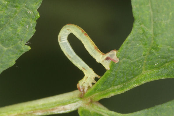 Eupithecia exiguata: Bild 19