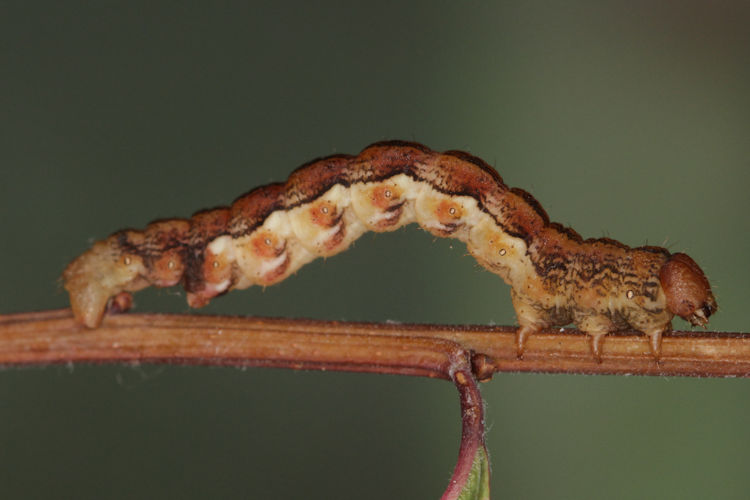 Erannis defoliaria: Bild 7