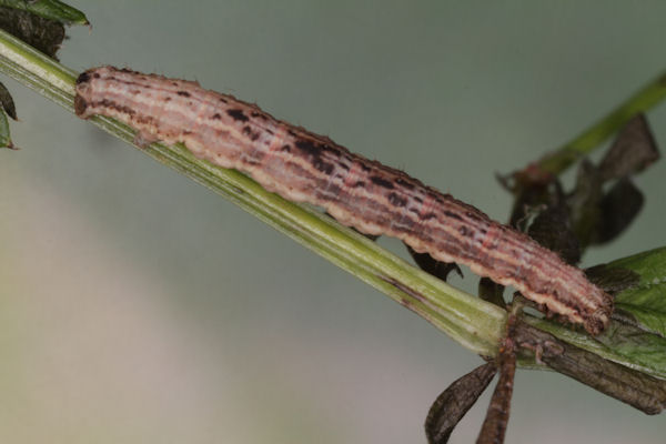 Xanthorhoe montanata: Bild 33