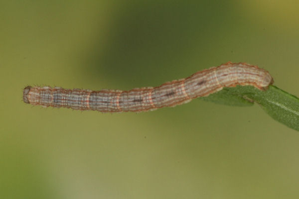 Xanthorhoe montanata: Bild 19