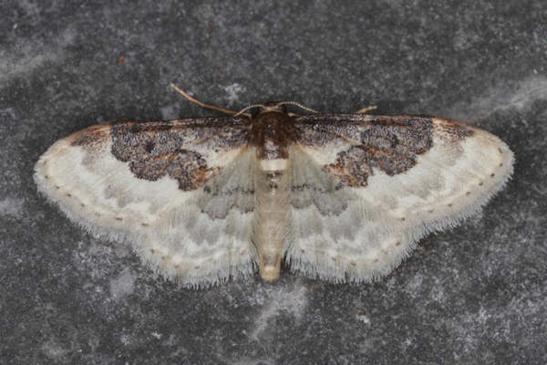 Idaea rusticata: Bild 2