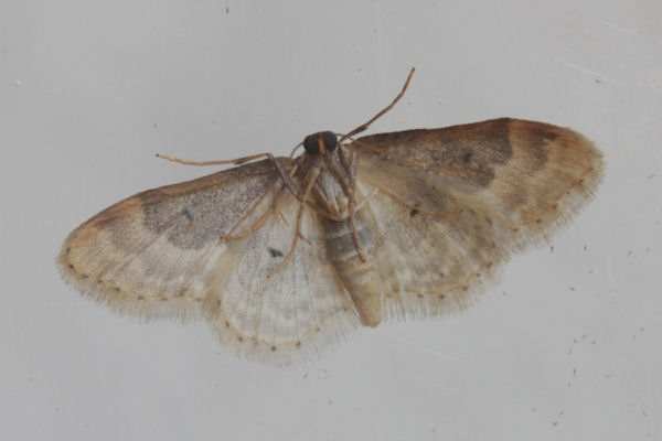 Idaea rusticata: Bild 28