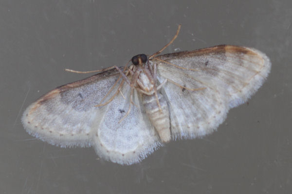 Idaea rusticata: Bild 29