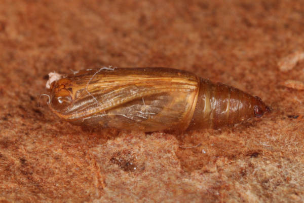 Idaea rusticata: Bild 35