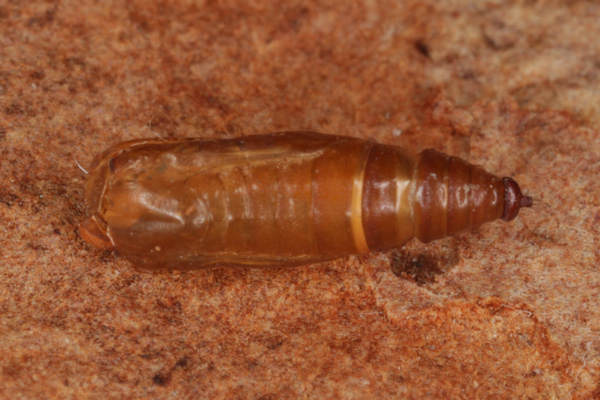 Idaea rusticata: Bild 36