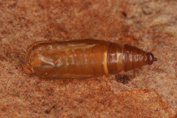 Idaea rusticata: Bild 36