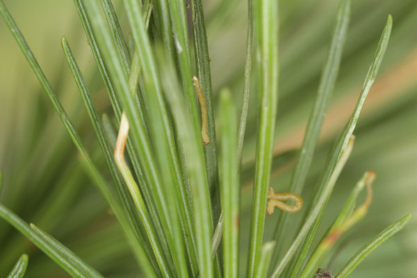 Eupithecia lariciata: Bild 8