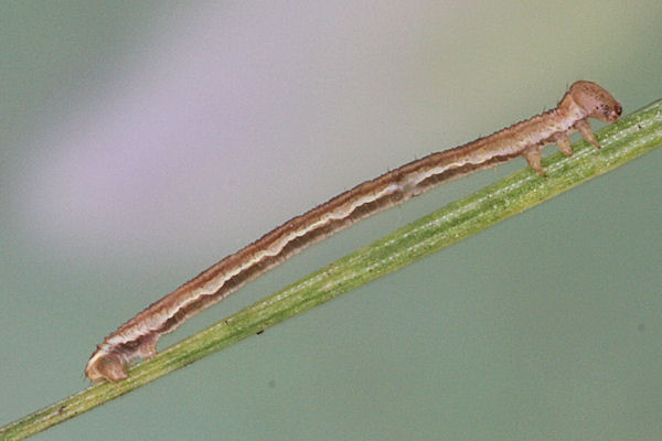 Eupithecia lariciata: Bild 20