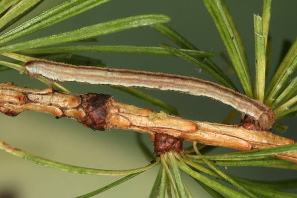 Eupithecia lariciata: Bild 52