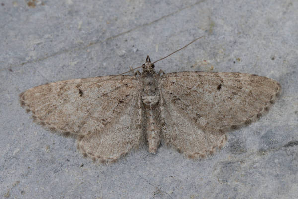 Eupithecia intricata: Bild 16