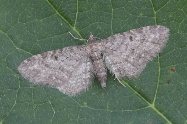 Eupithecia subfuscata: Bild 53