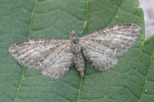 Eupithecia vulgata: Bild 26