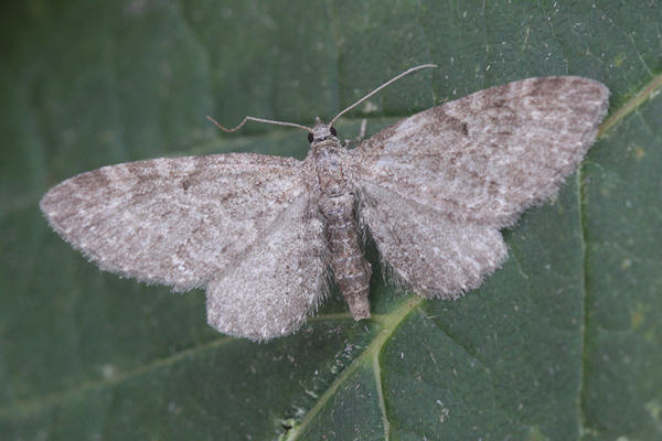 Eupithecia vulgata: Bild 27