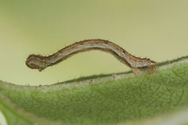 Eupithecia subfuscata: Bild 39