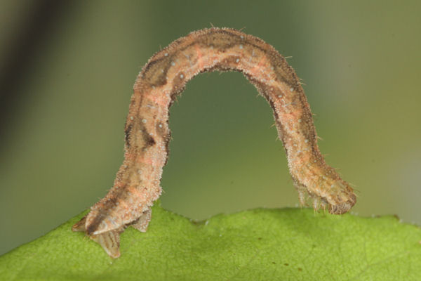 Eupithecia subfuscata: Bild 90