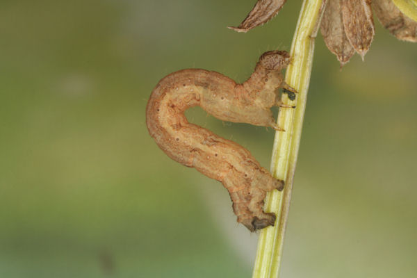Epirrhoe molluginata: Bild 35