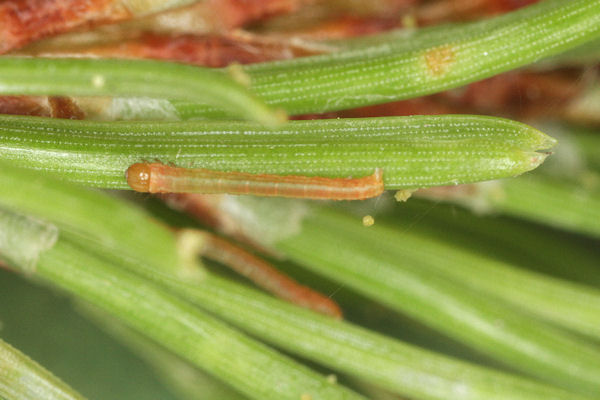 Hylaea fasciaria f. fasciaria: Bild 6