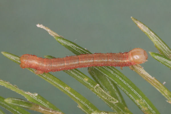 Hylaea fasciaria f. fasciaria: Bild 9