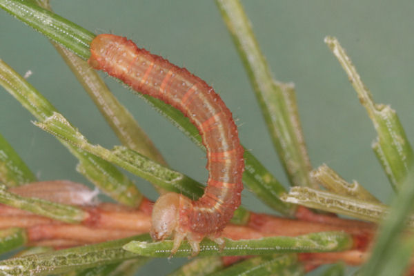 Hylaea fasciaria f. fasciaria: Bild 10