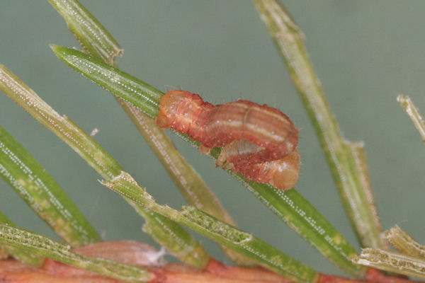 Hylaea fasciaria f. fasciaria: Bild 11