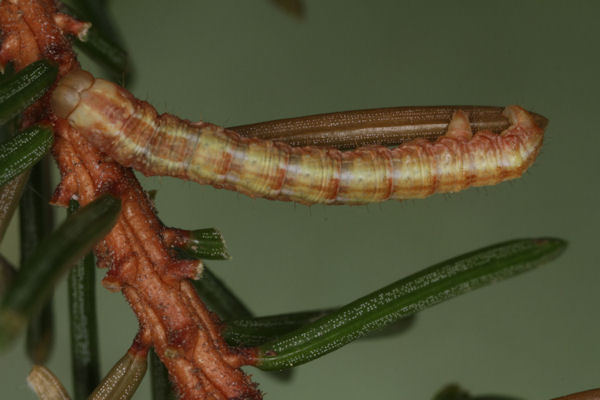 Hylaea fasciaria f. fasciaria: Bild 22