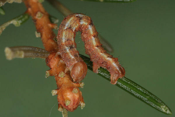 Hylaea fasciaria f. fasciaria: Bild 37